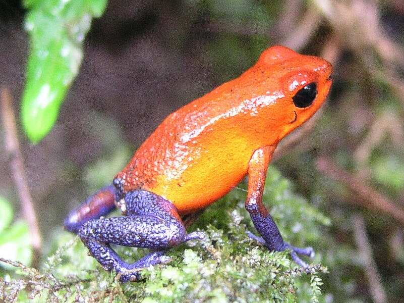 Costa Rican Tree Frog