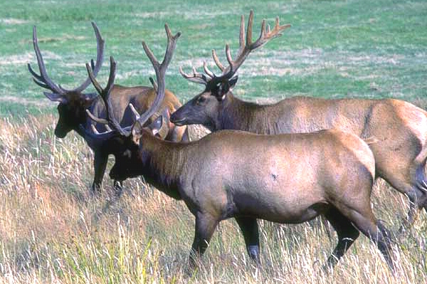 big local gains for states with big game elk