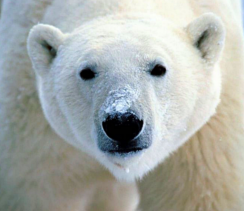 greenpeace polarbear800