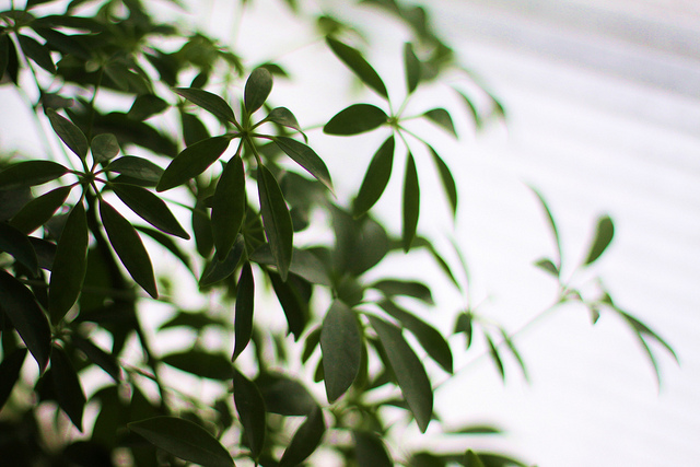 Use Live Plants to Improve Indoor Air Quality